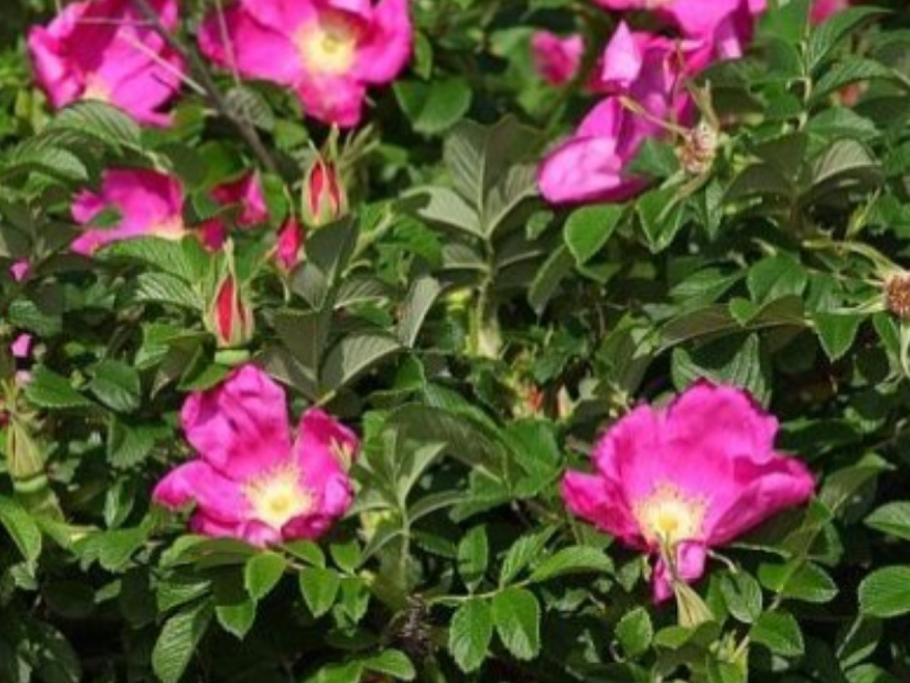 Rugosa